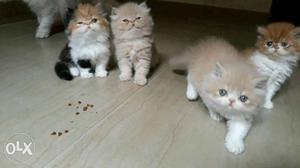 Orange Persian Kittens