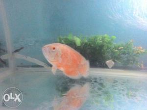 Oscar fish 4 1/2 inches orange and white