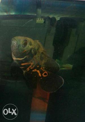 Oscar pet fish (Black And Brown) attractive colour