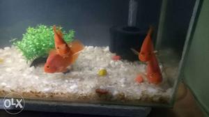 Parot fish Two pair one pair 5 inch one pair 4 inch