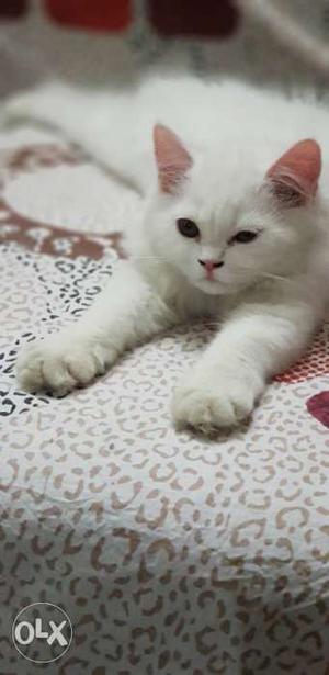 Parsian kitten 4 sell just 2.5 month old