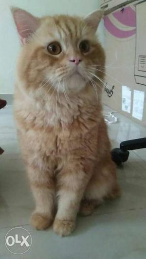 Persian Exotic Short Hair Male Cat. Age 2 Years