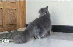 Persian Grey Male Cat 1 Year