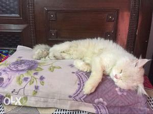 Persian White Cat