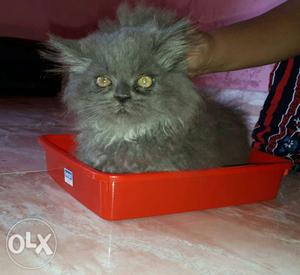 Persian cat 4.5 month old (female) toilet