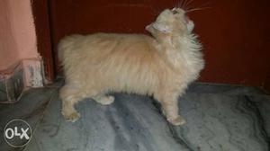 Persian cat female 8 months old very active...