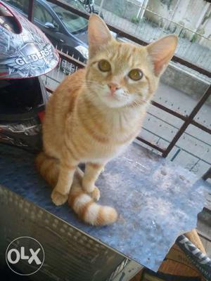 Persian cat. for sell. og bread. orange color