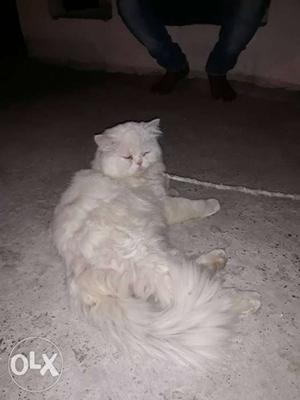 Persian cat male available for mating