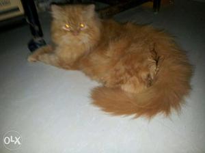 Persian cat male avialable for mating (not for