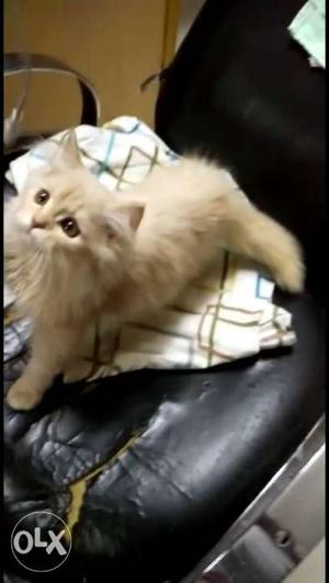 Persian kitten 2 months old triple furr coated