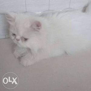 Persian male and female cat's sale. nice furr