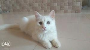Persian male cat 4 month old all vaccination is