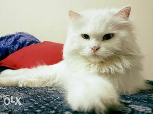 Persian pair, breeders don contact