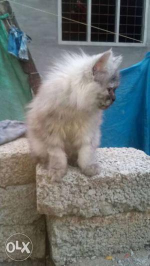 Persion cat puer breed female 3months old
