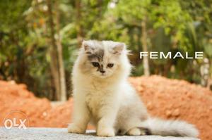 Punch face persian kittens for sale 3 males and 2