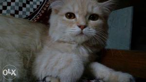 Pure Persian Kitten. She Is Too Cute. Too Soft