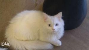 Pure Persian white cat with white eyes. 6 monts old