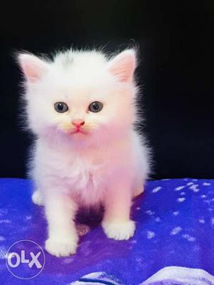 Pure White Persian Cat dOll Face 40 days Old no