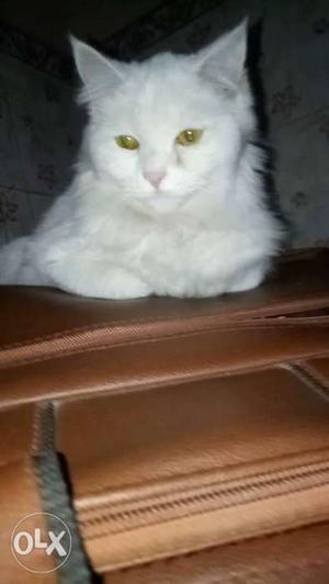 Pure persian cat kitten female 8 months old
