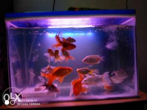 Purple And Pink Fish Tank With Gold Fish