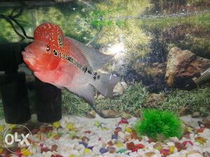Red And Gray Flower Horn Cichlid
