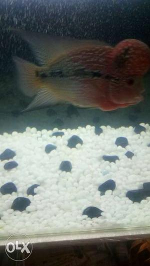 Red, Black, And White Flowerhorn Fish