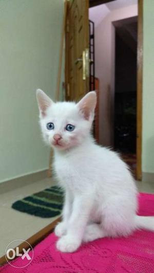 Russian white with blue eyes one month old kitten