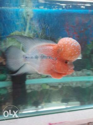SRD FLOWERHORN..Directly Imported from Thailand