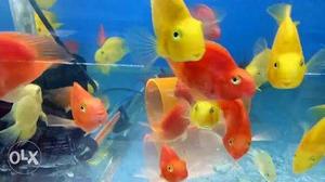 School Of Orange, Red, And Yellow Cichlid Fish