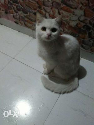 Semi Persian female cat want to sell urgent...