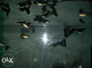 Shoal Of Black Guppy Fishes