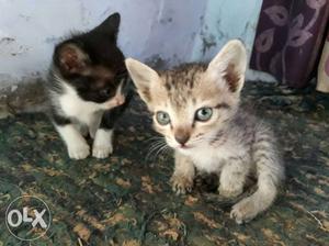 Short-furred Gray And Black Kittens