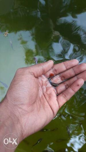 Small Black Fish