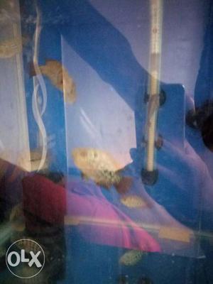 Srd Flowerhorn for sale 500 per peice and
