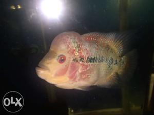 Thailand imported LKG fader kml male for sale at