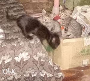 Three Black And Grey Kittens