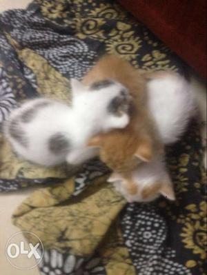 Three Kittens Rs500