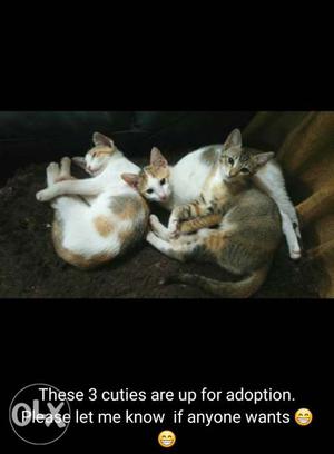 Three very cute and healthy kittens. For sale
