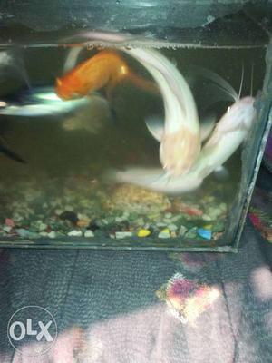 Two Albino Cat Fish