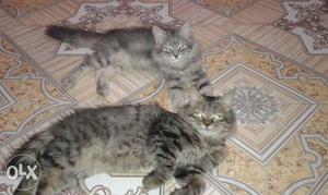 Two Gray cats