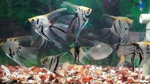 White And Black Angel and 2 silver dollar Aquarium Fishes