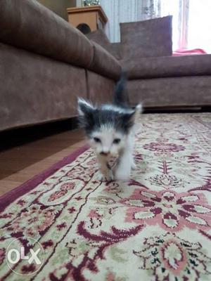 White And Black Short-fur Kitten