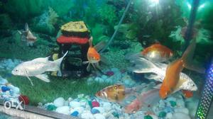 White And Orange Fishes