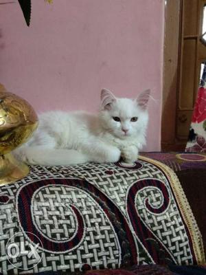 White Cat In Bharuch
