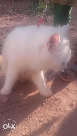 White Cat In Chavakkad