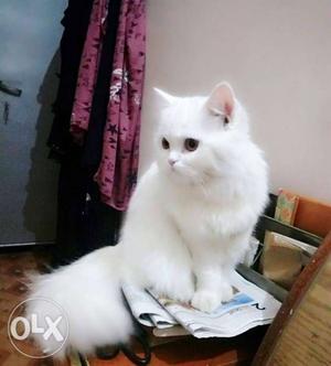 White Female Persian Cat, 10 months old..