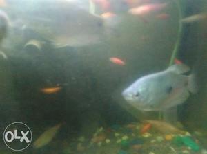 White Pet Fish