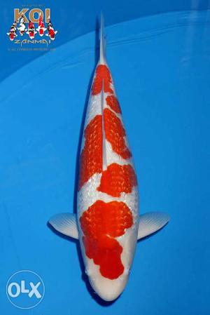 Japanese koi for sales cnt: 
