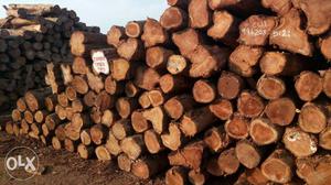Ghana fresh teak woods (Round logs) rate
