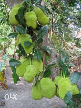 Jackfruit Tree for sale..Price can be discussed
